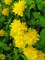 فروش گل کریا